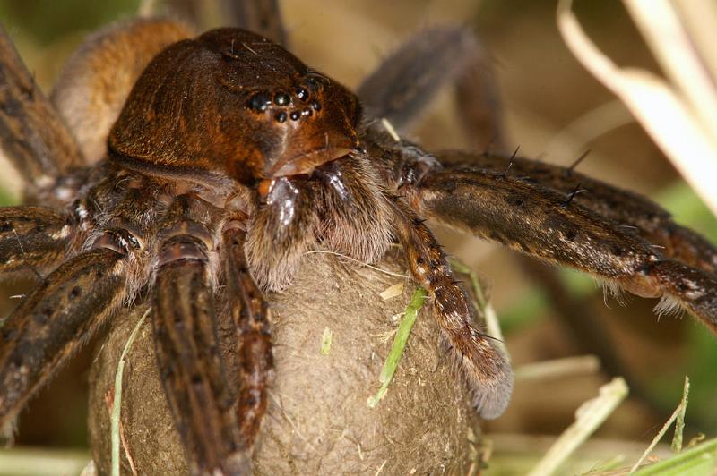 Dolomedes_plantarius_D5142_Z_91_Canal du Nivernais_Frankrijk.jpg